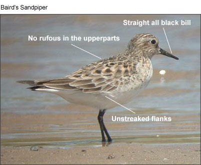 Baird's Sandpiper