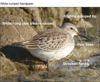 White-rumped Sandpiper