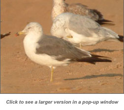 Black-tailed Gull