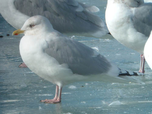"Kumlien's" Iceland Gull (adult)