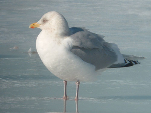 "Kumlien's" Iceland Gull (adult)