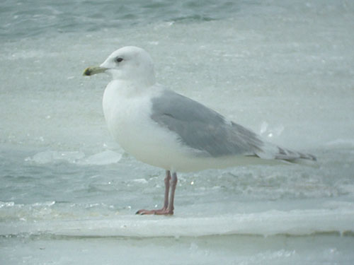 "Kumlien's" Iceland Gull (third year)