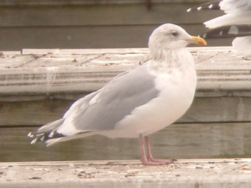 "Thayer's" Iceland Gull (adult)