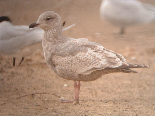 "Thayer's" Iceland Gull (first year)