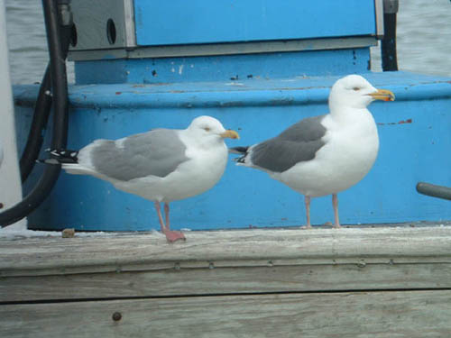 Probable hybrid Great Black-backed x Herring Gull