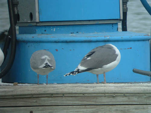 Probable hybrid Great Black-backed x Herring Gull