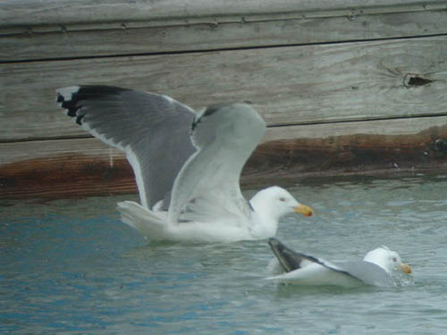 Probable hybrid Great Black-backed x Herring Gull
