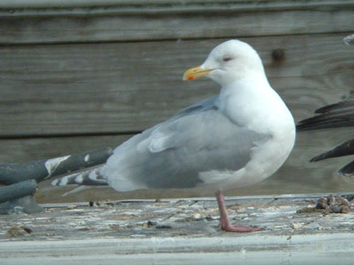 Kumlien's Iceland Gull
