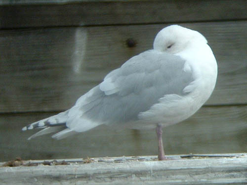Kumlien's Iceland Gull