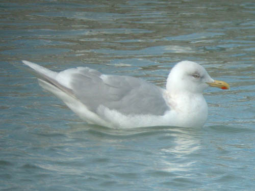 Kumlien's Iceland Gull