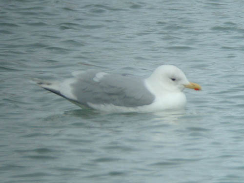 Kumlien's Iceland Gull