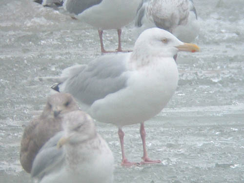 Probable Nelson's Gull