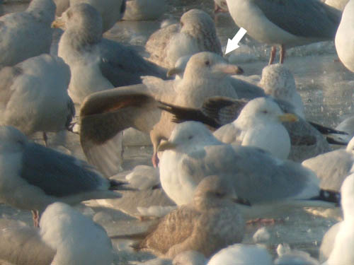 Probable Nelson's Gull
