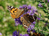Common Buckeye and Painted Lady