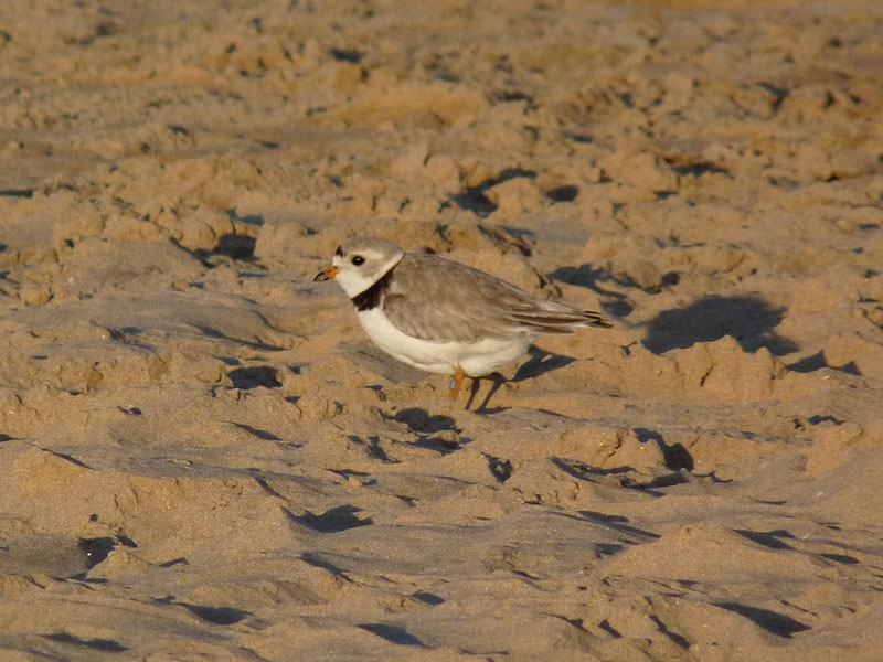 Rose, the female Piping Plover