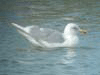 Kumlien's Iceland Gull (adult)
