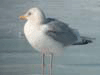 Kumlien's Iceland Gull (adult)
