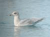 Kumlien's Iceland Gull (second year)