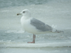 Kumlien's Iceland Gull (third year)