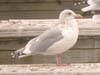 Thayer's Iceland Gull  (adult)
