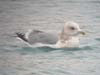 Thayer's Iceland Gull  (adult)