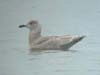 Thayer's Iceland Gull  (first year)