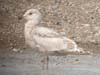 Thayer's Iceland Gull  (first year)