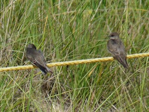 Bank and Northern Rough-winged Swallows
