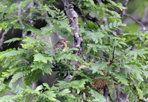 Orchard Oriole Nest and Young