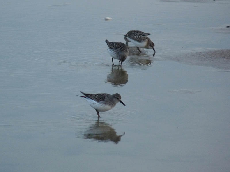 White-rumped and Semipalmated Sandpipers