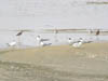 Montrose Beach shorebirds and terns