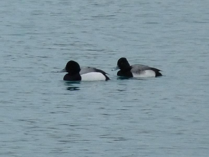 Greater and Lesser Scaup