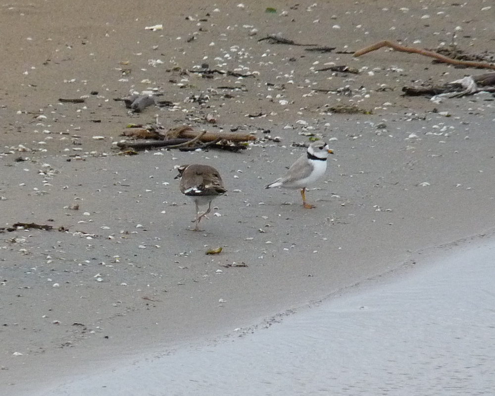 Piping Plover Imani confronting a Killdeer