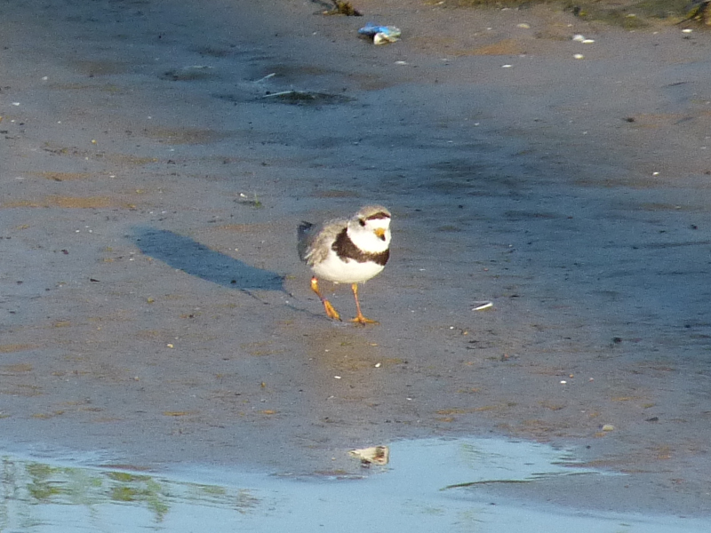 Imani the Piping Plover
