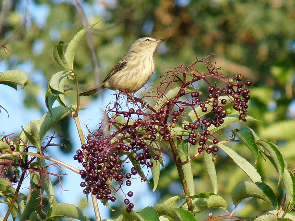 Cape May Warbler and Elderberry fruit