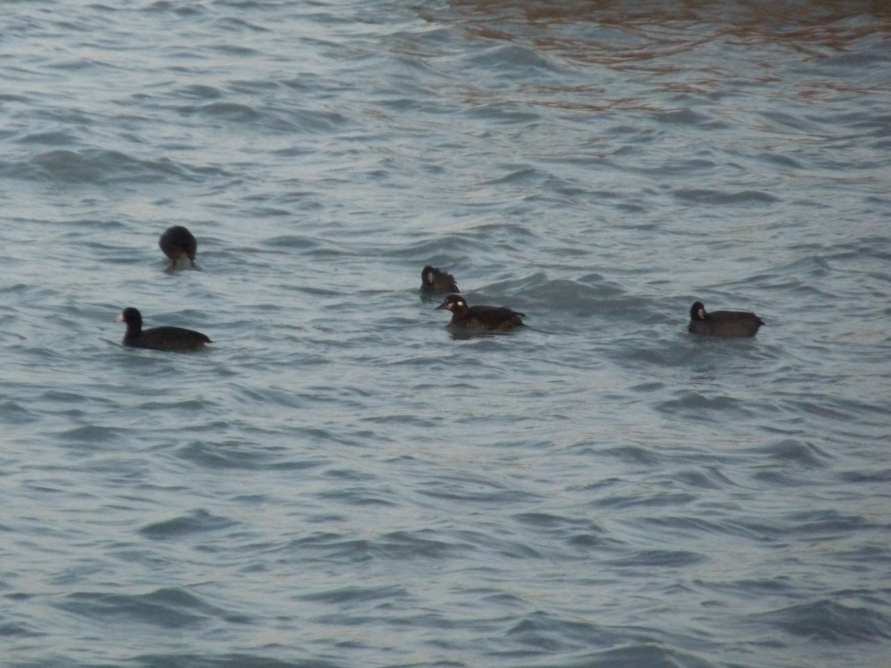 Harlequin Duck and American Coots