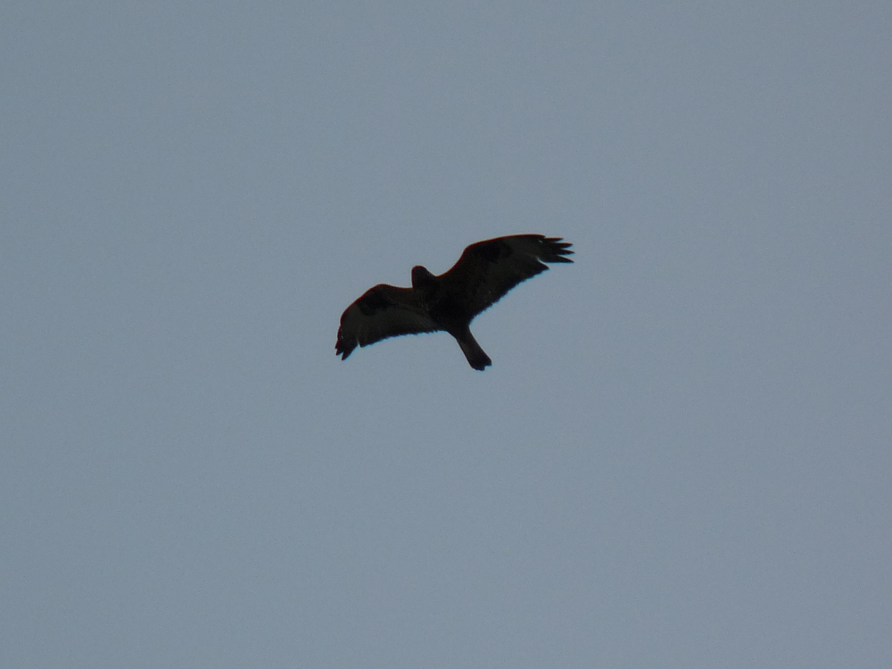 Rough-legged Hawk over Montrose Point