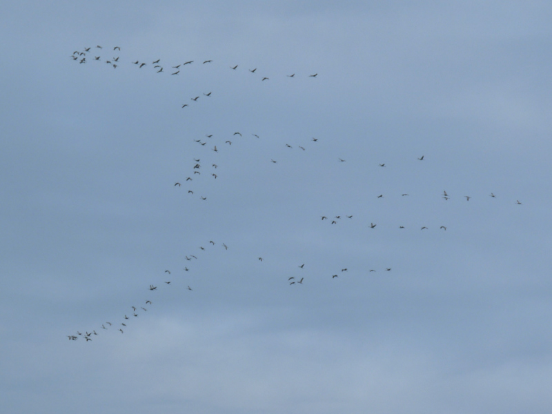 Sandhill Cranes over Montrose