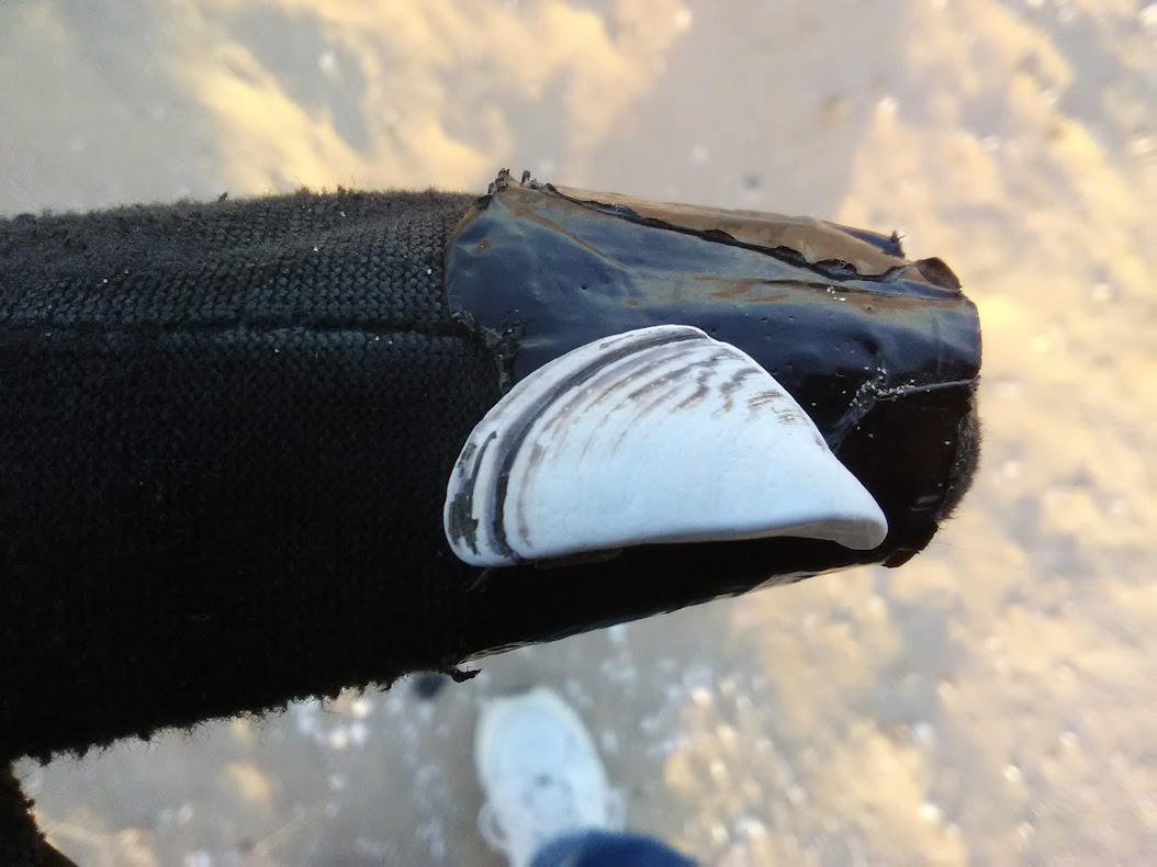 Presumed Zebra Mussel shell from Montrose Beach