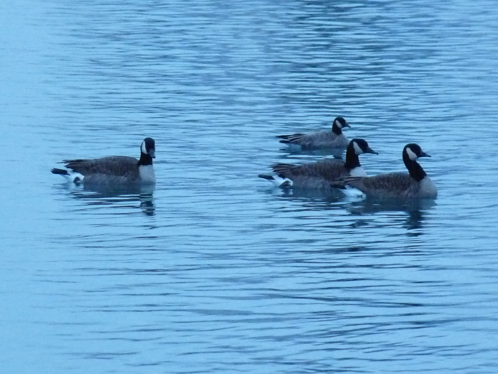 Cackling and Canada Geese
