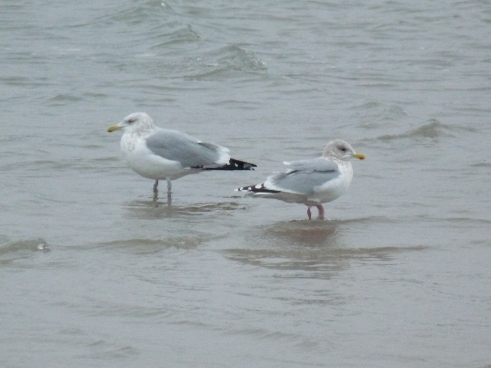 Herring and Iceland Gulls